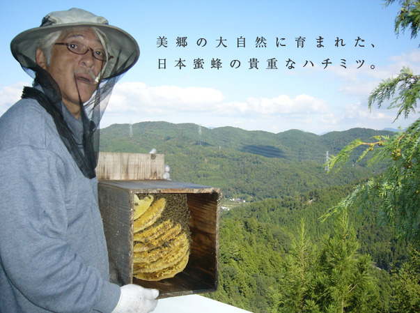 日本蜜蜂の貴重なハチミツ